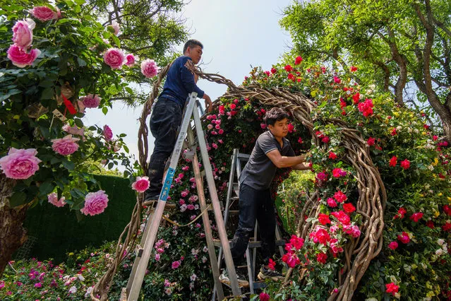 Workers arrange floral displays at the Fairy Lake Botanical Garden before the 2021 Guangdong-Hong Kong-Macao Greater Bay Area Shenzhen Flower Show on March 15, 2021 in Shenzhen, Guangdong Province of China. 2021 Guangdong-Hong Kong-Macao Greater Bay Area Shenzhen Flower Show will be held on March 20-29 in Shenzhen. (Photo by VCG/VCG via Getty Images)