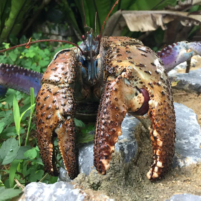 An Okinawa coconut crab is seen in this undated handout photo. (Photo by Shin-ichiro Oka/Reuters)