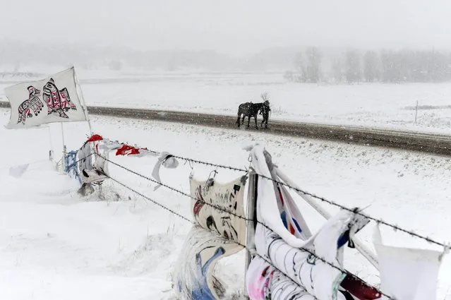 A person walks a horse past the Oceti Sakowin camp in a snow storm during a protest against plans to pass the Dakota Access pipeline near the Standing Rock Indian Reservation, near Cannon Ball, North Dakota, U.S. November 28, 2016. (Photo by Stephanie Keith/Reuters)