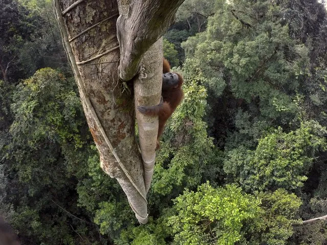 Orangutan, Gunung Palung national park, Borneo, Indonesia, 2015. (Photo by Tim Laman/National Geographic)