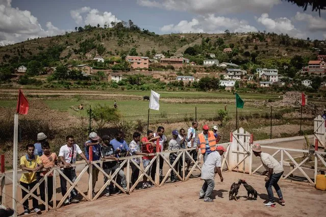 Jockeys and owners spur their roosters with water and shouting during a Cock fighting tournament on December 3, 2016 on the outskirts of Antananarivo. (Photo by Gianluigi Guercia/AFP Photo)