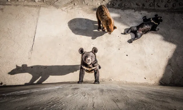Three bears at a local zoo in Pyongyang, North Korea on 5 May 2017. From a monkey balancing on a goat, to a team of Shih Tzus playing football, North Korea is keen to show tourists their wide range of entertainment. Situated in the capital of Pyongyang the North Korea zoo and circus are regular attractions for wealthy locals and visiting Westerners. Travel photographer Exithamster visited the mysterious country in May 2017. (Photo by Exithamster/Barcroft Images)