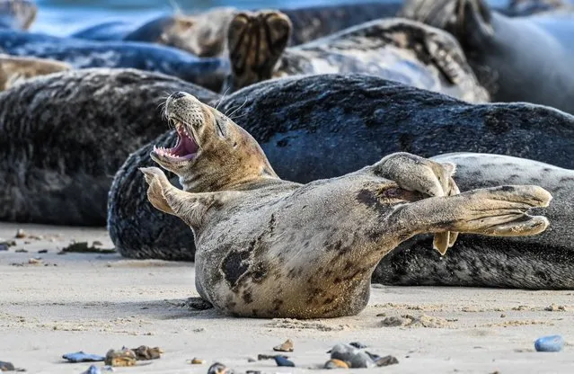 A sleepy seal pup appears to be laughing at Horsey Gap beach, in Norfolk on September 22, 2023. The seals often rest on the beach and give birth there from the beginning of December. (Photo by Kay Ingamells/Picture Exclusive)