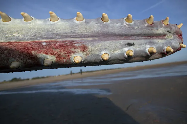 One of three Sperm Whales, which were found washed ashore near Skegness over the weekend, lays on a beach on January 25, 2016 in Skegness, England. The whales are thought to have been from the same pod as another animal that was found on Hunstanton beach in Norfolk on Friday. (Photo by Dan Kitwood/Getty Images)