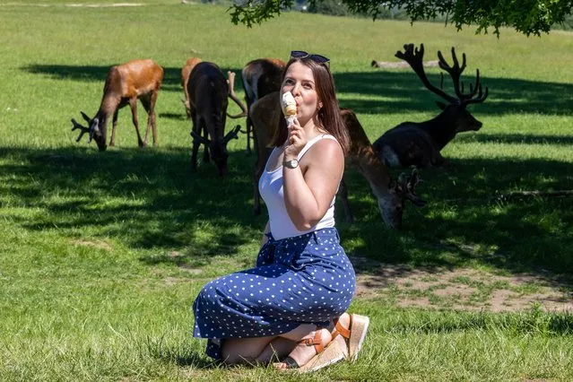 A woman cools off with an ice cream among the deer in the sunshine in Richmond Park in the London Borough of Richmond upon Thames, United Kingdom on June 9, 2021. (Photo by London News Pictures)