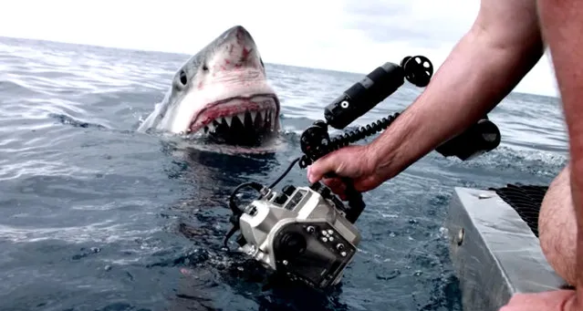 Dave Riggs holds a camera in front of a great white shark. (Photo by Discovery Shark Week/Caters News Agency)