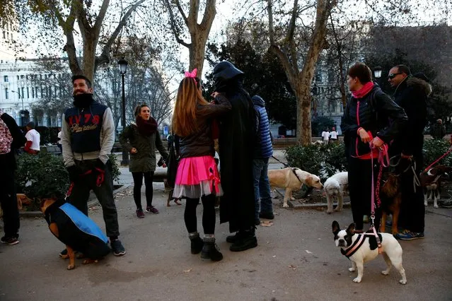Dogs and their owners wait for the start of the “Sanperrestre” walk to raise awareness about the need to adopt dogs and cats instead of purchasing them, in central Madrid, Spain, December 30, 2016. (Photo by Susana Vera/Reuters)