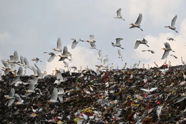 White cranes eat from a landfill in Denpasar on Indonesia's resort island of Bali on November 4, 2023. (Photo by Sonny Tumbelaka/AFP Photo)