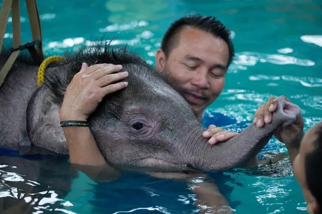Six month- old baby elephant “Clear Sky” receives assistance from her guardians during a hydrotherapy session at a local clinic in Chonburi province on January 5, 2017. (Photo by Roberto Schmidt/AFP Photo)