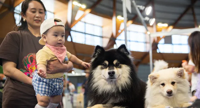 A baby interacts with dogs at the Pet Show in Sydney, Australia, on November 18, 2023. The Pet Show, the first national pet show in Australia, kicked off in Sydney on Saturday, featuring education, entertainment, and products for all dogs, cats, fish, birds, reptiles and small animals. (Photo by Xinhua News Agency/Rex Features/Shutterstock)