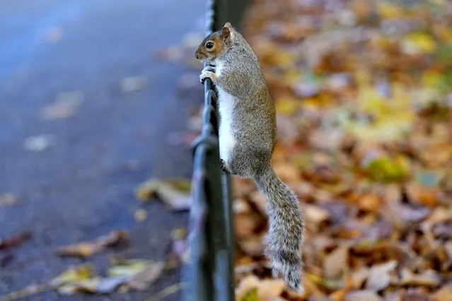 A grey squirrel looks over a railing in St James's Park in London, Tuesday, November 28, 2023. (Photo by Kirsty Wigglesworth/AP Photo)
