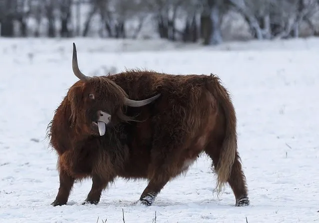 A highland cow scratches itself in a snow covered field in Pitlochry Scotland, Britain January 12, 2017. (Photo by Russell Cheyne/Reuters)