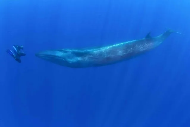 This is the stunning moment a fearless diver came face to face with a 50ft whale. The extraordinary encounter happened as diver Reinhard Mink swam in the sea near the Azores Islands in Portugal. He suddenly found himself just inches away from the Sei whale – one of the fastest whales on the planet, with speeds of up to 40mph. (Photo by Kai Matthes/Caters News/SIPA Press)