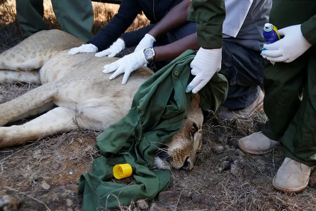 Kenya Wildlife Services veterinarians monitor a tranquilised 5-year-old lioness named Nyala after setting up a radio collar on her neck to track her pride's movements at the Nairobi National Park near Nairobi, Kenya January 23, 2017. (Photo by Thomas Mukoya/Reuters)