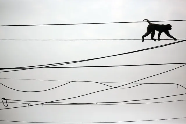 A monkey walks on power lines above a busy market in the old quarters of Delhi, India, February 29, 2016. (Photo by Cathal McNaughton/Reuters)