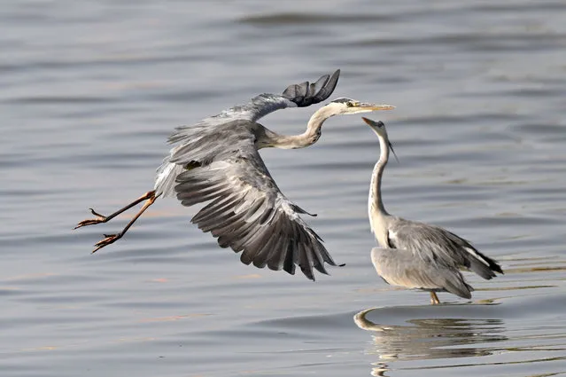 Grey herons are seen at a beach in Jahra Governorate, Kuwait, September 25, 2021. (Photo by Xinhua News Agency/Rex Features/Shutterstock)