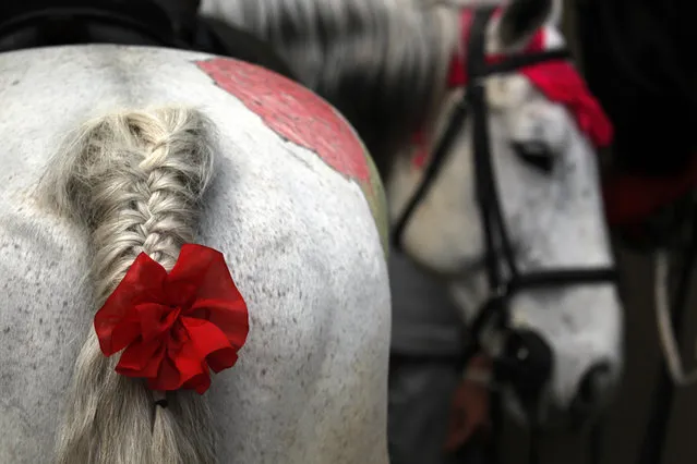 In this April 5, 2019, photo, a Nepalese cavalry horse is decorated for the Ghode Jatra festival in Kathmandu, Nepal. (Photo by Niranjan Shrestha/AP Photo)