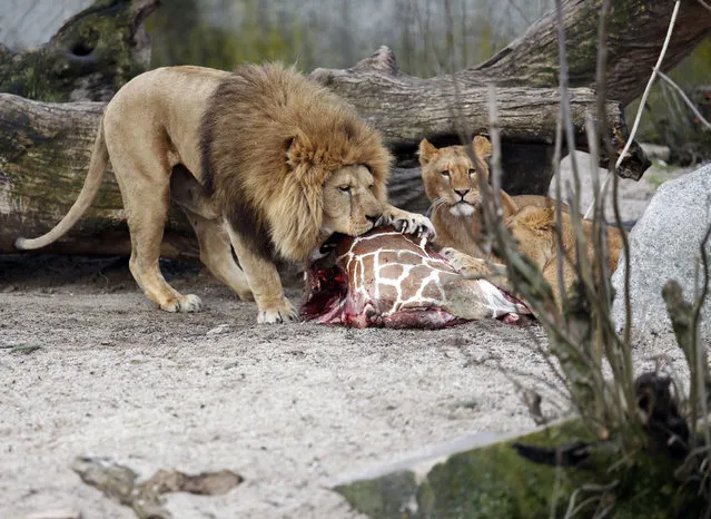 The carcass of Marius, a male giraffe, is eaten by lions after he was put down in Copenhagen Zoo on Sunday, Feb. 9, 2014. (Photo by Rasmus Flindt Pedersen/AP Photo/Polfot)