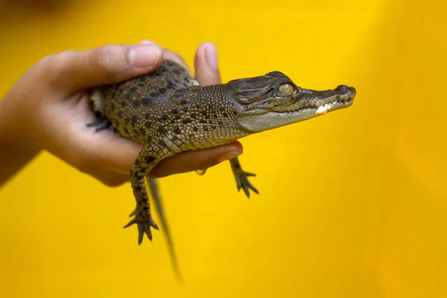 An officer holds a baby saltwater crocodile at BKSDA (Natural Resources Conservation Board) office in Yogyakarta, Indonesia August 10, 2011. The reptile is one of 27 saltwater crocodiles confiscated as they were being smuggled from Central Kalimantan province to Central Java for trade. (Photo by Dwi Oblo/Reuters)
