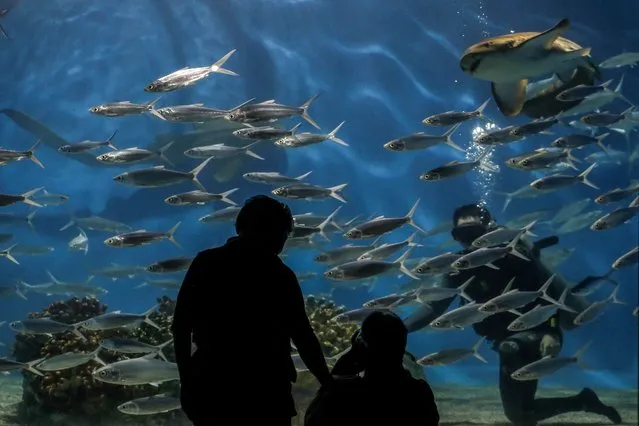 Visitors watch a diver (R) swimming along with fish as he cleans the aquarium tank inside Manila Ocean Park which resumed operations after more than a year of temporary closure due to COVID-19 pandemic, in Manila on October 21, 2021. (Photo by Jam Sta Rosa/AFP Photo)