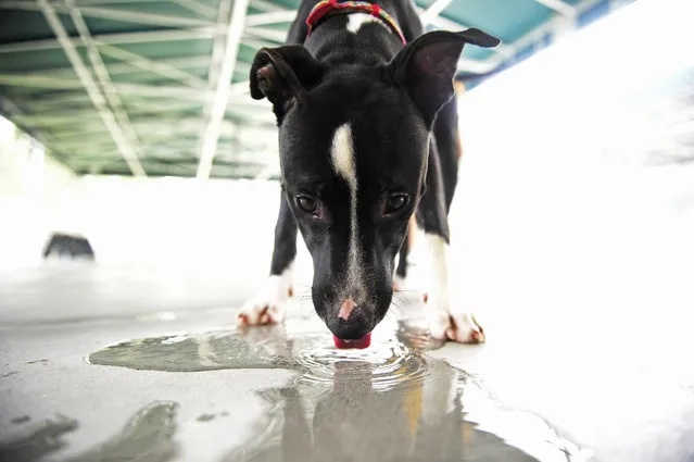 Sassy, a 6-month-old pit mix laps up water while playing February 12, 2014 at Collier County Domestic Animal Services in Naples. (Photo by Corey Perrine/Naples Daily News)