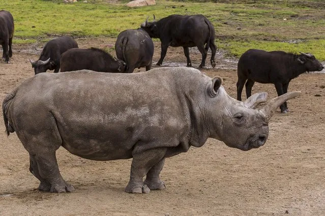 Nola, a critically endangered 40-year-old female northern white rhino, is shown at the San Diego Zoo Safari Park in Escondido, California in this January 8, 2015 handout photo released to Reuters May 12, 2015. (Photo by Ken Bohn/Reuters/San Diego Zoo Safari Park)
