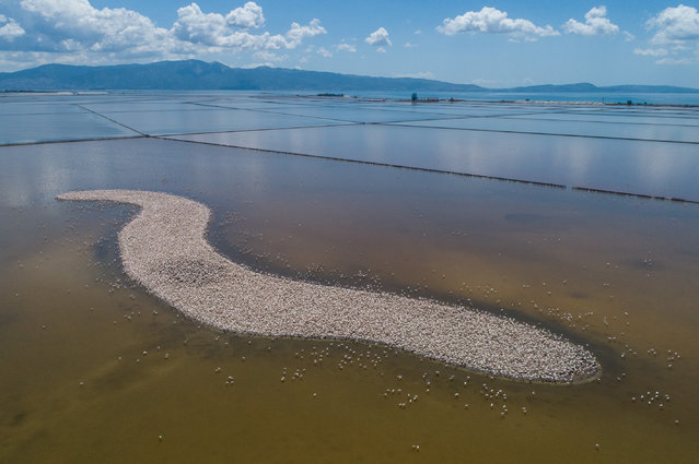 Drone photo shows recently hatched flamingos are seen on the Gediz delta, the world's largest artificial incubation area, in Izmir, Turkey on May 03, 2019. (Photo by Mahmut Serdar Alakus/Anadolu Agency/Getty Images)