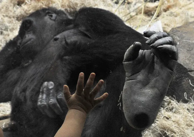 A young Houston Zoo visitor puts his hand against the glass beside the foot of Sufi, a 13-year-old western lowland gorilla at her new home Thursday, May 21, 2015, in Houston. (Photo by Pat Sullivan/AP Photo)