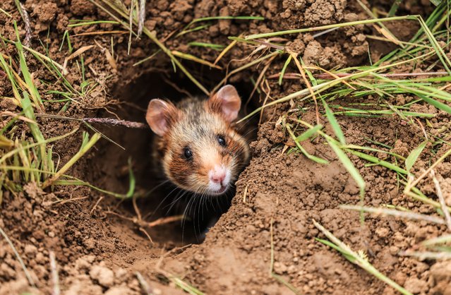 A field hamster peeks out of its burrow in Euskirchen, Germany on April 30, 2024. About a dozen captive-bred hamsters have been released into the wild there in the hope that this will prevent the species’ extinction. They are much bigger than domestic pet hamsters – even longer in the body than a guinea pig, although not as rotund. (Photo by Oliver Berg/dpa)