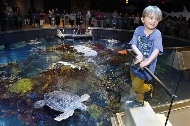 Jasper Rose, of Watertown, Mass., stands near Myrtle, a green sea turtle swimming in the main tank at the New England Aquarium Friday, April 22, 2016, in Boston. The 6-year-old's love of sea turtles prompted him to skip his birthday gifts and instead asked for money to donate for sea turtle rescue efforts. He has so far raised $550. (Photo by Bill Sikes/AP Photo)