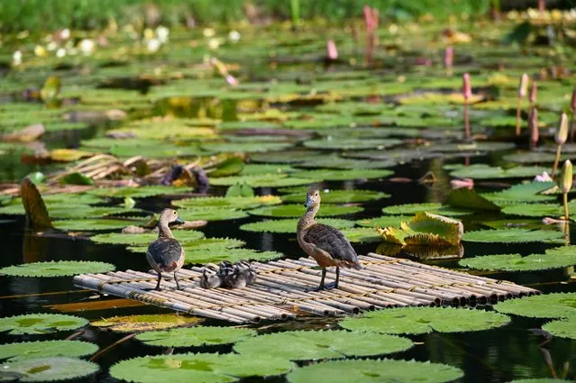 Two fully grown and young lesser whistling ducks are seen on a bamboo raft in a pond at the Gardens by the Bay in Singapore on July 17, 2019. (Photo by Roslan Rahman/AFP Photo)