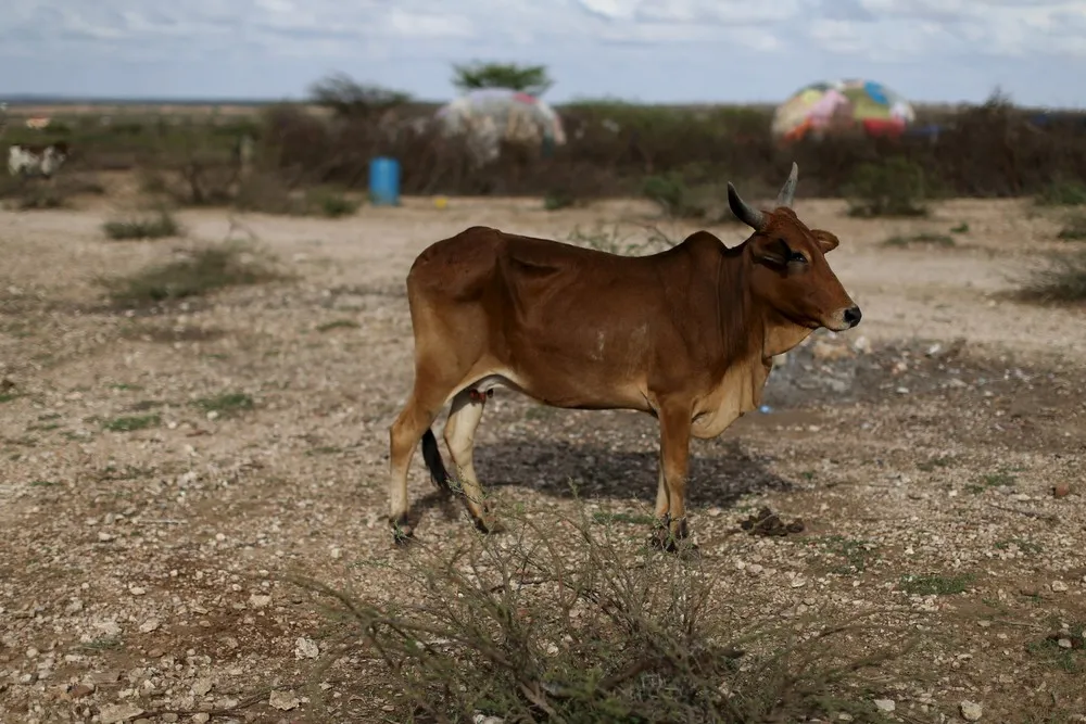 Struggling for Survival in Drought-hit Somaliland