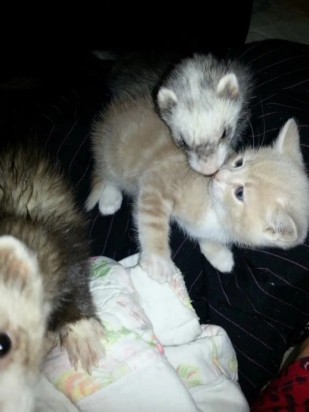 Unlikely Friendship of a Kitten and Ferrets