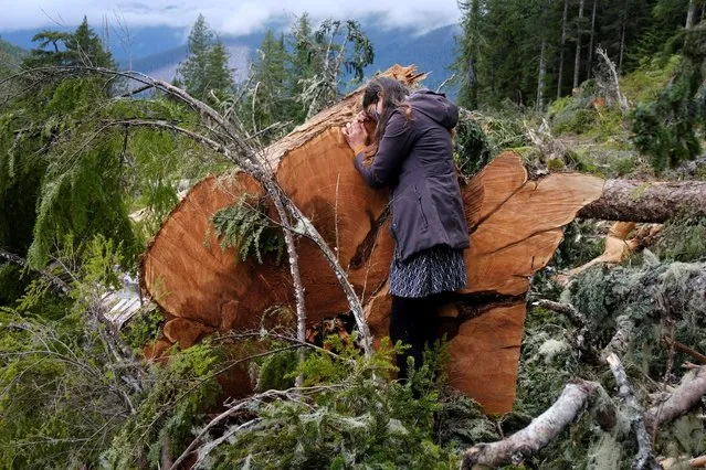 A woman, who was among activists trying to stop the logging of old growth timber, embraces the stump of a large tree in a cut block of Tree Farm licence 46 near Port Renfrew, British Columbia, Canada on May 17, 2021. The dispute over felling British Columbia's ancient forests has been thrust into the limelight by a months-long blockade of private logging company Teal Jones in the Fairy Creek watershed on western Vancouver Island. Protests that started last August have intensified in recent weeks, leading to more than 150 arrests. (Photo by Jen Osborne/Reuters)