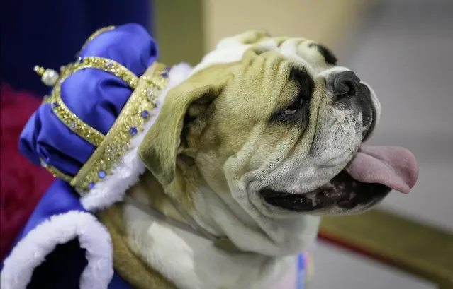 Lucey sits on the throne after being crowned the winner of the 35th annual Drake Relays Beautiful Bulldog Contest, Monday, April 21, 2014, in Des Moines, Iowa. The pageant kicks off the Drake Relays festivities at Drake University where a bulldog is the mascot. Lucey is owned by Tiffany Torstenson of Waukee, Iowa. (Photo by Charlie Neibergall/AP Photo)