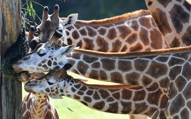 Sophie (bottom) the giraffe is seen feeding with members of her herd on her first birthday at Australia Zoo in Beerwah, Queensland, Australia, 14 August 2019. Australia Zoo has a herd of ten Giraffe's on display. (Photo by Darren England/EPA/EFE)