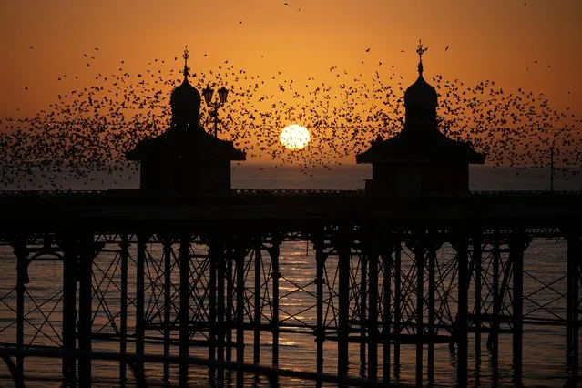 Starlings descend on Blackpool's North Pier to roost for the night on January 11, 2022 in Blackpool, England. (Photo by Christopher Furlong/Getty Images)