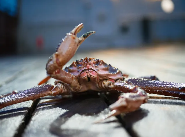 “Crustacean Resistance”. (Photo by Corey Arnold/Charles A. Harman Fine Art/The Guardian)