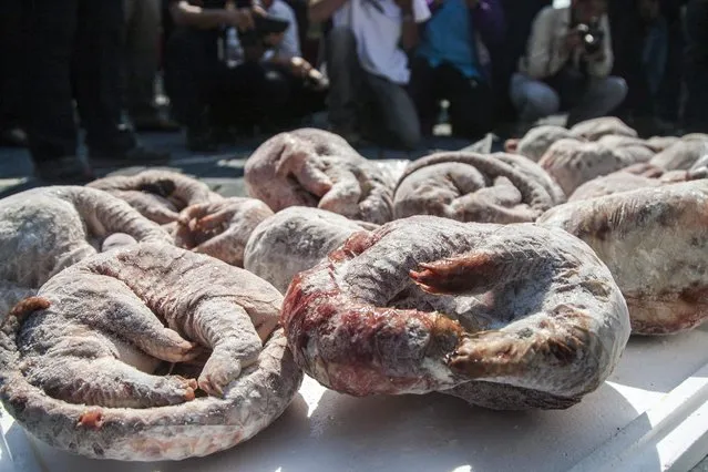 Frozen pangolins are on display after being seized by Indonesian Customs in Surabaya, East Java, Indonesia, 08 June 2015. The authorities seized at least 455 pangolins ready to be shipped abroad. According to media reports, the pangolin, a shy ant-eating animal, is one of the most traded and thus endangered species in South East Asia. (Photo by Fully Handoko/EPA)
