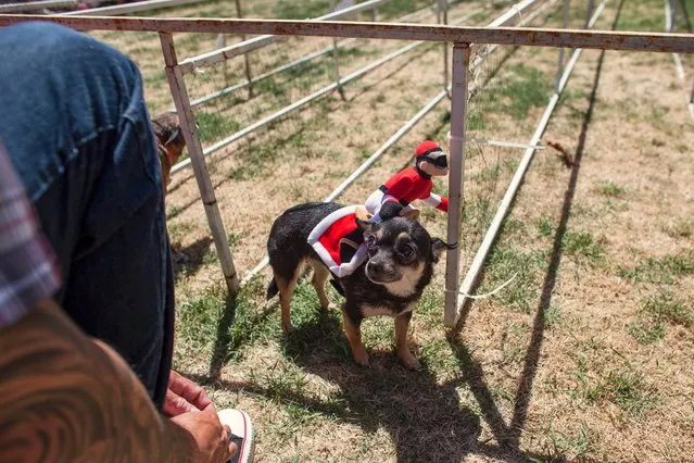 A Chihuahua wearing a jockey rider costume harness looks on before running down a stretch of grass during the Chihuahua races held for the Si Se Puede Foundation's Cinco de Mayo Festival in Chandler, Ariz. on May 3, 2014. (Photo by Samantha Sais/Reuters)