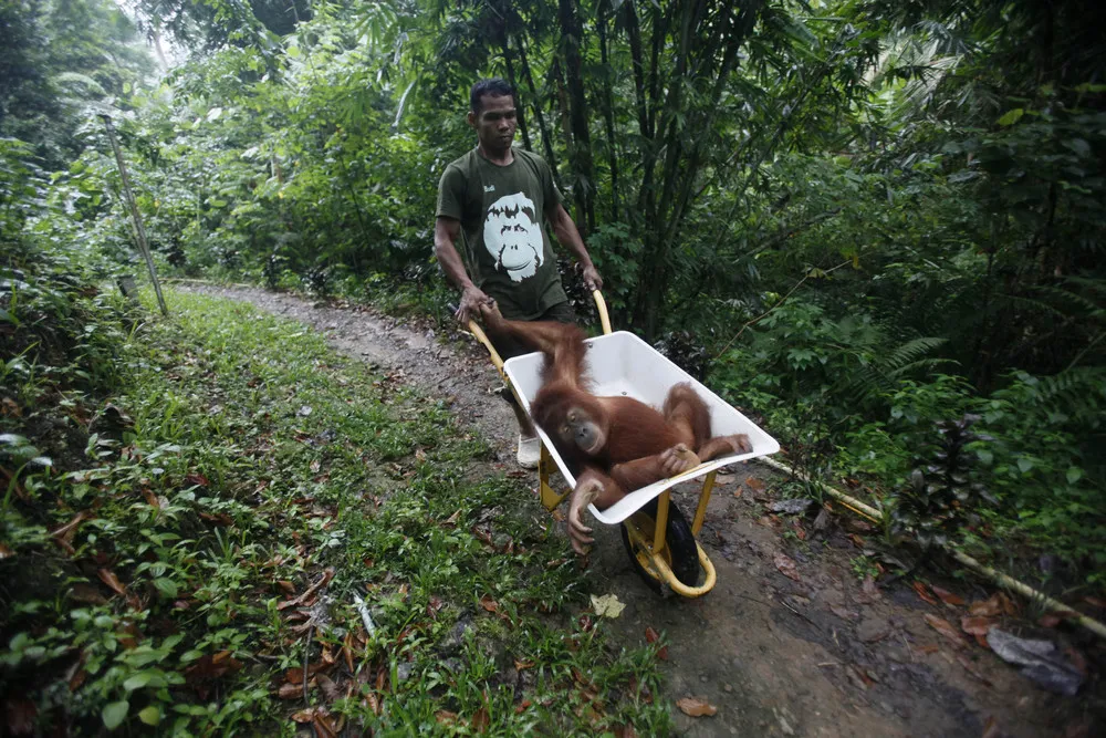 Indonesia Orangutans