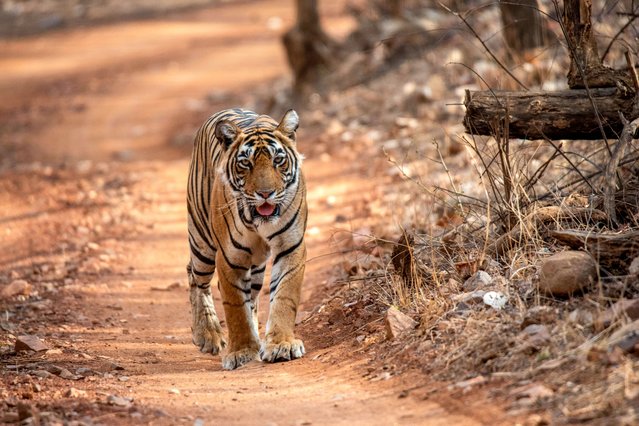 In this photograph taken on June 3, 2024, a tigress walks at Ranthambore National Park in Sawai Madhopur district of India's Rajasthan state. (Photo by Jalees Andrabi/AFP Photo)