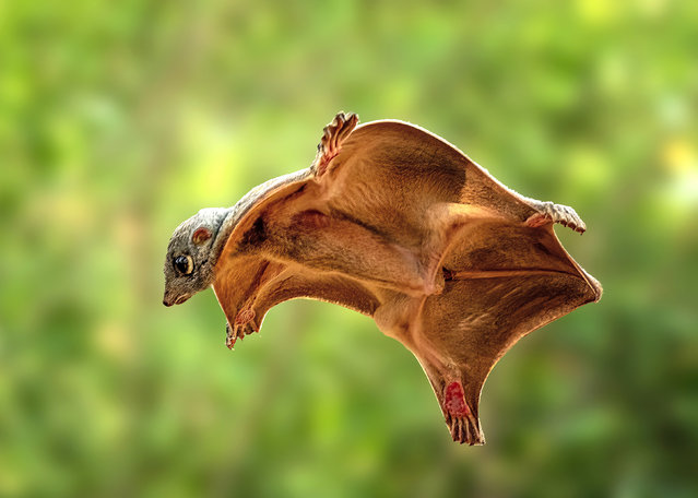 The Sunda lemur uses a special membrane to “fly” between trees while on the lookout for food in Java, Indonesia in the last decade of June 2024. (Photo by Dzulfikri/Solent News)