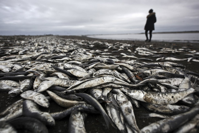 A woman walks on a beach blanketed with dead sardines in Tolten, Temuco, Chile, Sunday, May 15, 2016. The government has declared an emergency zone along Chile's southern coast as it deals with the algae bloom known as red tide, which kills fish with a toxin that paralyzes the central nervous system, and small-scale fishermen are demanding compensation. (Photo by Felix Marquez/AP Photo)