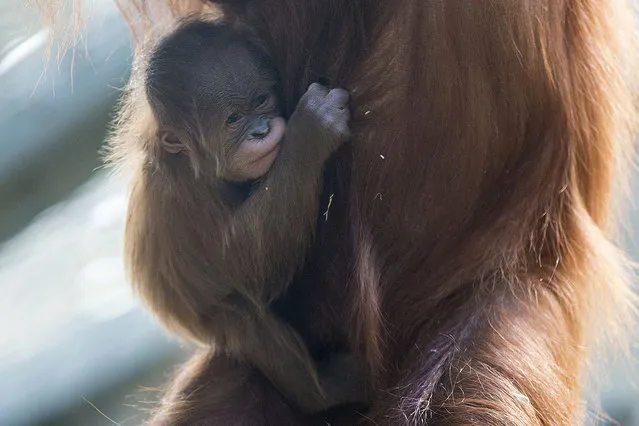Female Sumatran orangutan baby Pandai clinges to its mother “Xira” at the zoo in Zurich, Switzerland, on Wednesday, July 15, 2015. (Photo by Patrick B. Kraemer/Keystone via AP Photo)