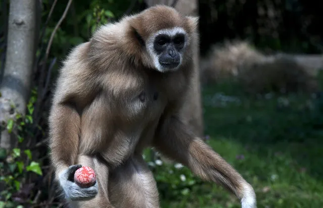 A white gibbon holds an Easter egg containing treats at the zoo in Zagreb, on April 18, 2022. (Photo by Denis Lovrovic/AFP Photo)