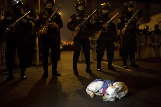 A dog curls up on a street in front of a line of riot police standing guard outside the National Office of Electoral Processes in Lima, Peru, Tuesday, June 7, 2016. The nail-biter race for Peru's presidency remained tight Tuesday night as Keiko Fujimori, the daughter of imprisoned ex-president Alberto Fujimori, gained ground on her rival, Pedro Pablo Kuczynski thanks to votes trickling in from remote rural areas. (Photo by Rodrigo Abd/AP Photo)