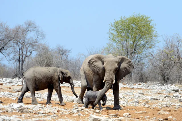 A herd of elephants searches for a waterhole to cool down in Etosha, Namibia on June 7, 2016. (Photo by Eric Baccega/Barcroft Media)