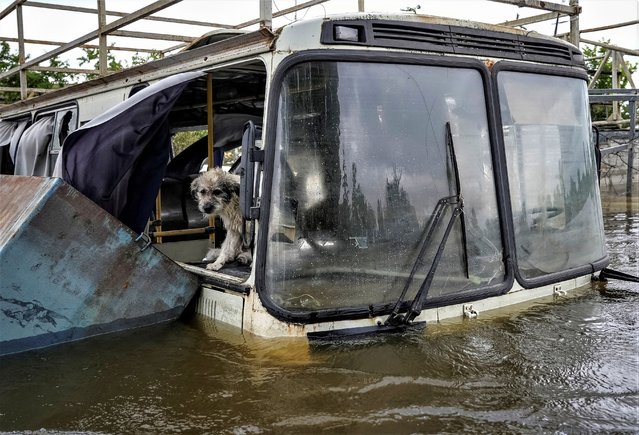 A dog is seen in a flooded bus after the Nova Kakhovka dam breached, amid Russia's attack on Ukraine, in Kherson, Ukraine on June 12, 2023. (Photo by Inna Varenytsia/Reuters)