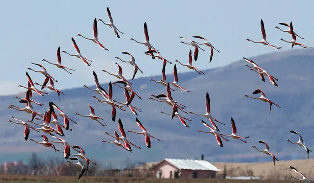 Flamingos fly over Sel Kapani Dam Lake, located in Golbasi district of Ankara, Turkiye on April 10, 2022. Dam Lake draws attention with its migratory bird species. The lake is home to many species, especially Flamingos. (Photo by Evrim Aydin/Anadolu Agency via Getty Images)